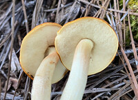 Leccinum longicurvipes image