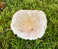 Russula crustosa image