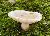 Russula crustosa image