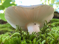 Russula crustosa image