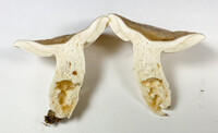 Russula crustosa image