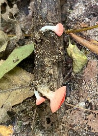 Sarcoscypha occidentalis image