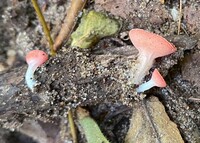 Sarcoscypha occidentalis image