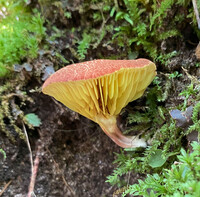 Phylloporus leucomycelinus image