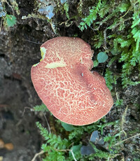 Phylloporus leucomycelinus image