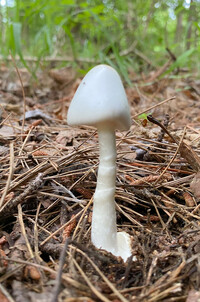 Image of Amanita bisporigera