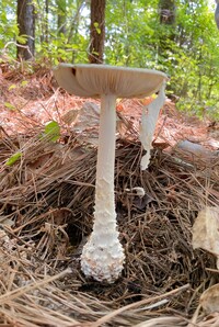 Amanita subcokeri image