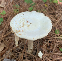 Amanita subcokeri image