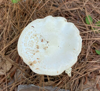 Amanita subcokeri image