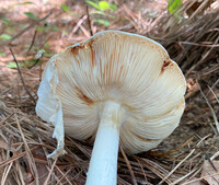 Amanita subcokeri image