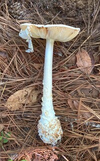 Amanita subcokeri image