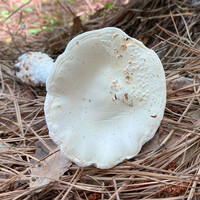 Amanita subcokeri image