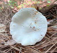 Amanita subcokeri image