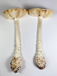 Amanita subcokeri image