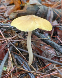 Pluteus leoninus image