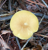 Pluteus leoninus image