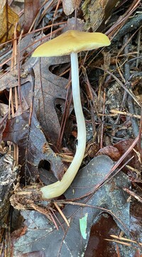 Pluteus leoninus image