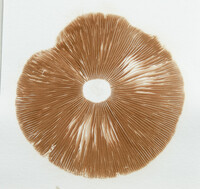 Pluteus leoninus image