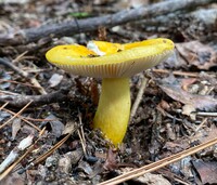 Russula flavida image