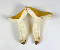 Russula flavida image