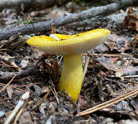 Russula flavida image