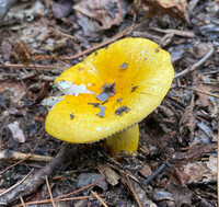 Russula flavida image