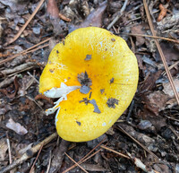 Russula flavida image