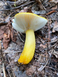 Russula flavida image