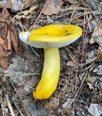 Russula flavida image