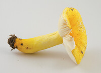 Russula flavida image