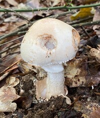 Amanita volvata image