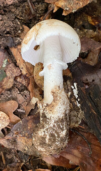 Amanita volvata image