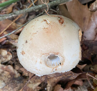 Amanita volvata image