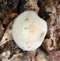 Amanita volvata image