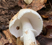 Amanita volvata image