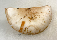 Amanita volvata image