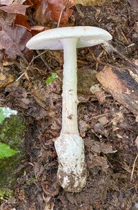 Amanita volvata image