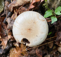 Amanita volvata image