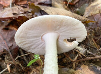 Amanita volvata image