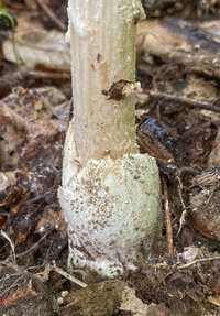 Amanita volvata image