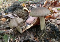 Megacollybia texensis image