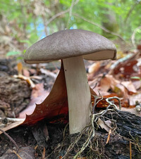 Megacollybia texensis image