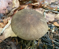 Megacollybia texensis image