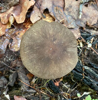 Megacollybia texensis image