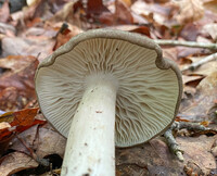 Megacollybia texensis image
