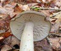 Megacollybia texensis image