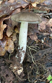 Megacollybia texensis image