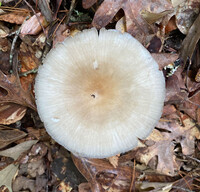 Megacollybia texensis image