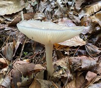 Megacollybia texensis image