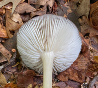 Megacollybia texensis image